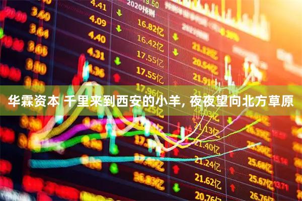 华霖资本 千里来到西安的小羊, 夜夜望向北方草原